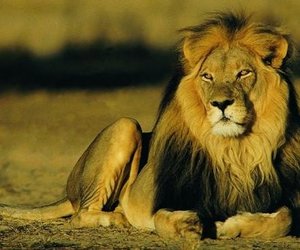 Week 35 of 2013 - Gansbaai News, Specials & Events